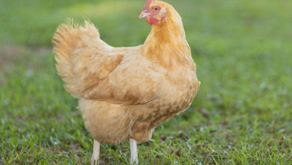 Catalana Chicken: Rare Dual-Purpose Breed Guide