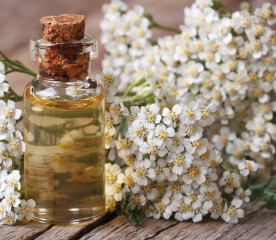 Yarrow Uses: Tea, Tinctures & Dried Flowers for Home and Health