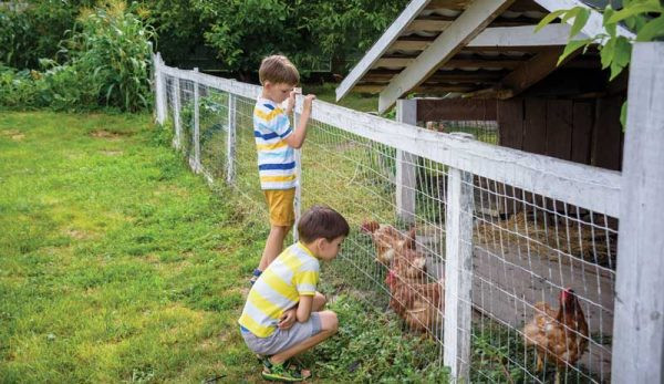 Niños en la valla de un corral con gallinas.