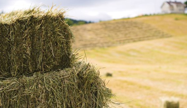 Start Making Hay Without Mortgaging The Farm - Hobby Farms