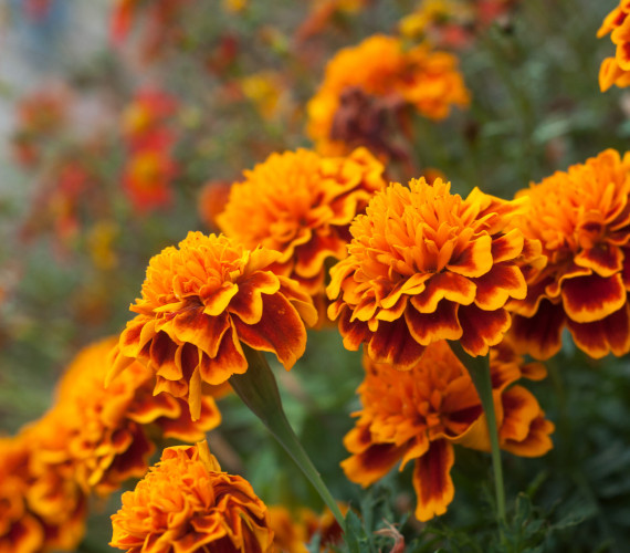 Trap Crops: How They Protect Your Garden Naturally