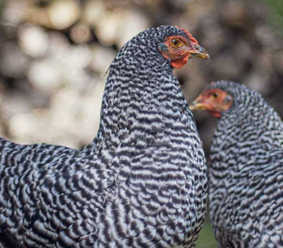 Heritage Chicken Breeds: 4 American Favorites to Preserve