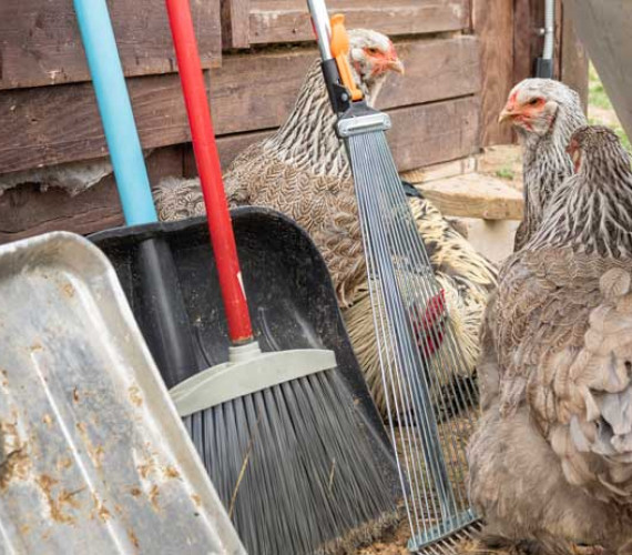 How to Clean a Chicken Coop for a Healthier Flock