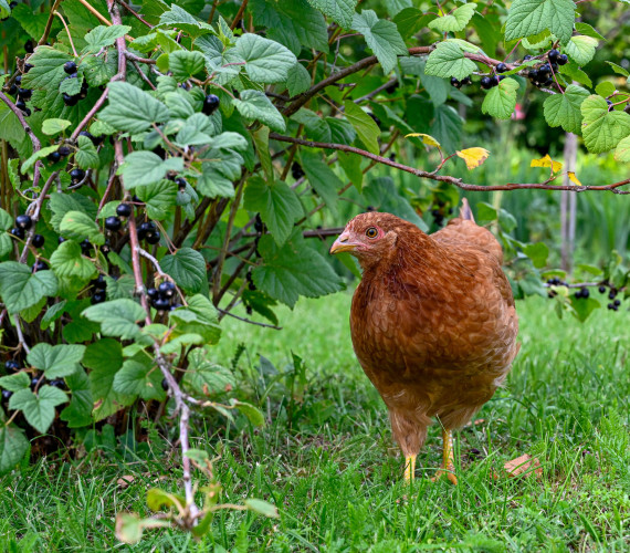 Can Chickens Eat Strawberries?