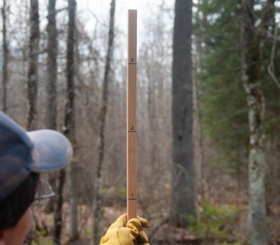 How to Use a Tree and Log Scale Stick