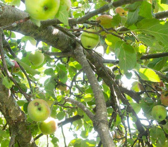 Apple Tree Branches: How to Protect Them From Breaking