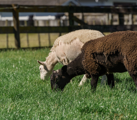 Animal Shedding: Causes, Timing & Seasonal Coat Changes