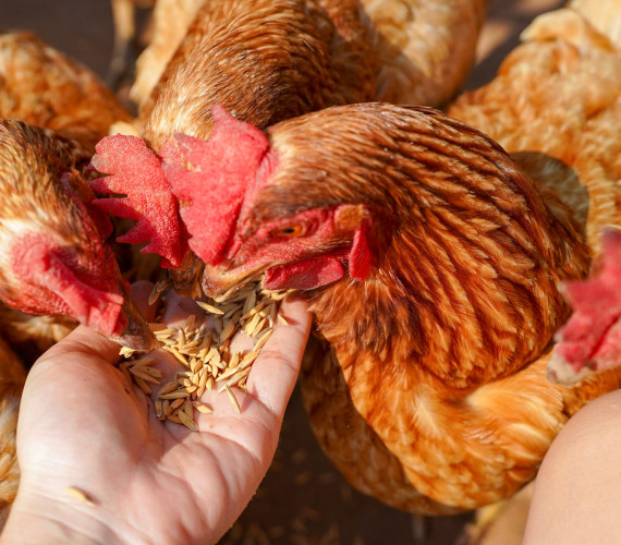 Can Chickens Eat Chia Seeds? A Complete Feeding Guide