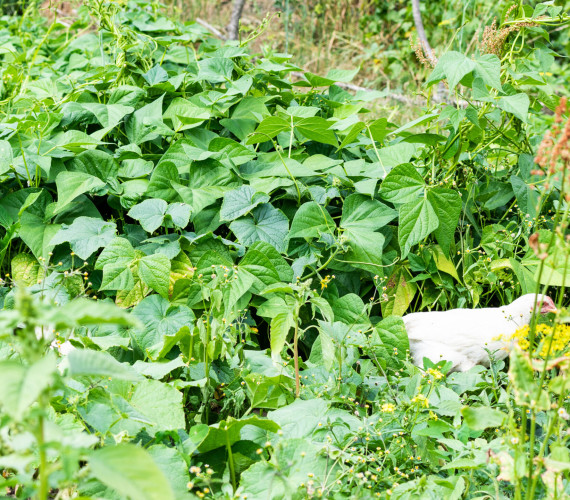 Can Chickens Eat Green Beans?
