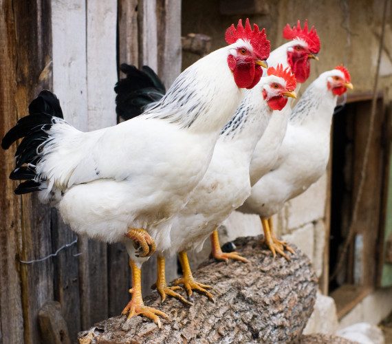 Can Chickens Eat Pineapple?