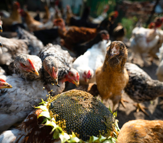 Can Chickens Eat Pumpkin Seeds? (Plus Sunflower Seeds)
