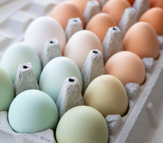What Chickens Lay Green Eggs? 4 Breeds to Consider