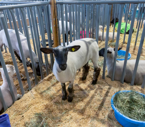 Fair Checklist: How to Prepare for Show Day