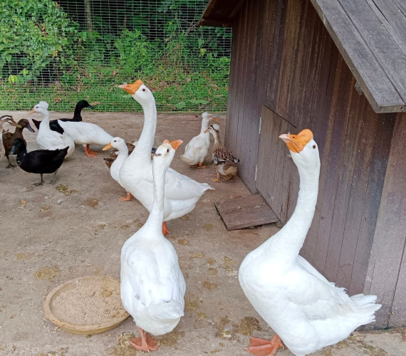 Duck Coop Guide: Housing Ducks & Geese