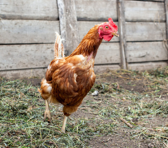 Feather Loss in Chickens: Causes and How to Prevent It