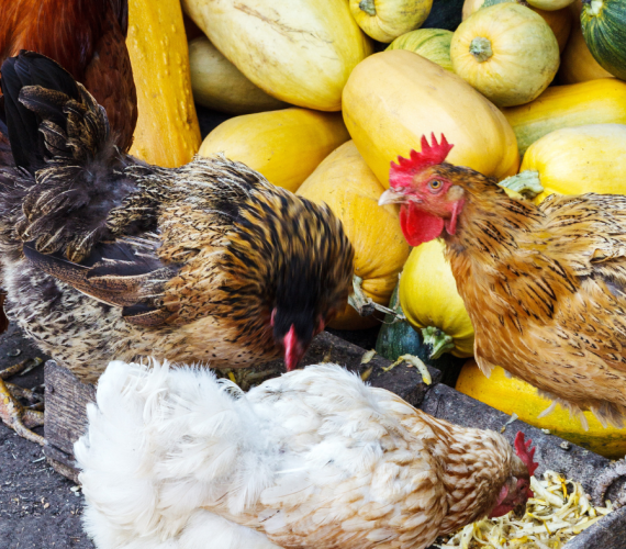 Feeding Pumpkin to Chickens: A Mash Recipe