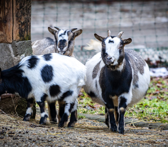 Goat Safety Tips Every Goat Owner Should Know