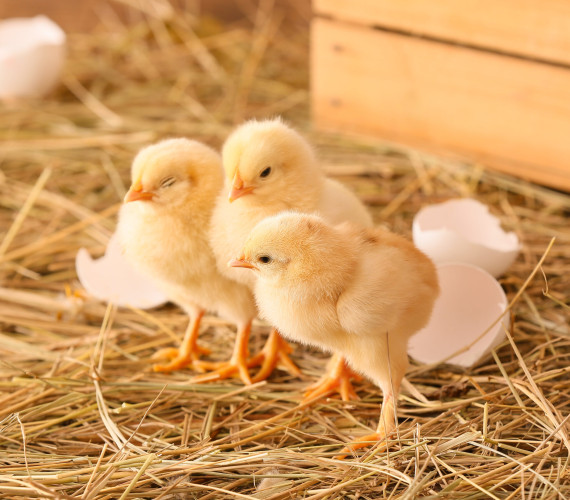 Hatching Chicks: A Beginner’s Guide to Success
