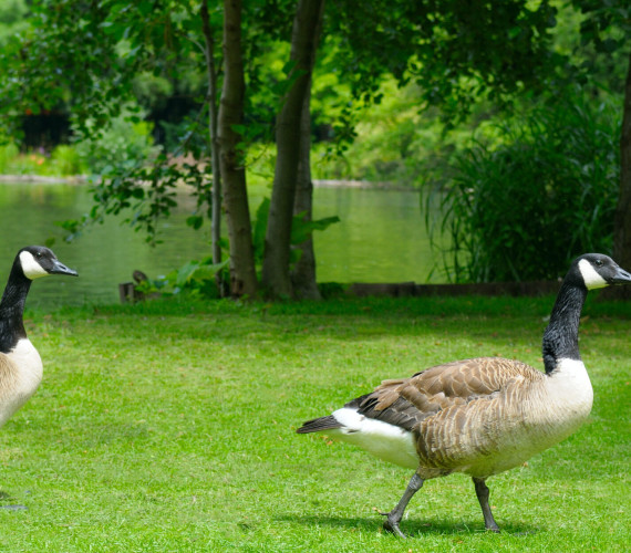 How to Keep Geese Out of Your Yard Naturally