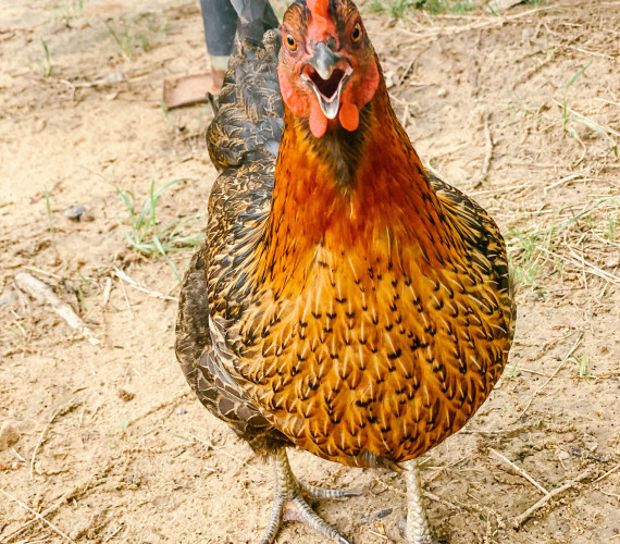 How to Make Money with Chickens: Top 5 Ways