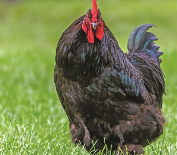 6 Friendliest Chicken Breeds for Families