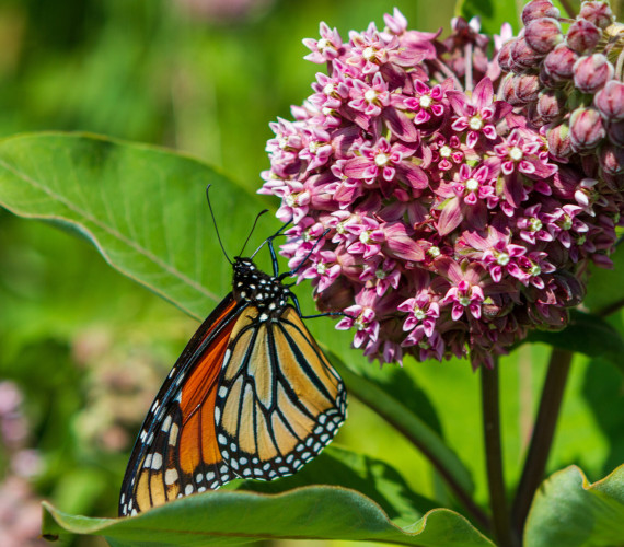 Milkweed Plant: Friend or Foe for Farms?