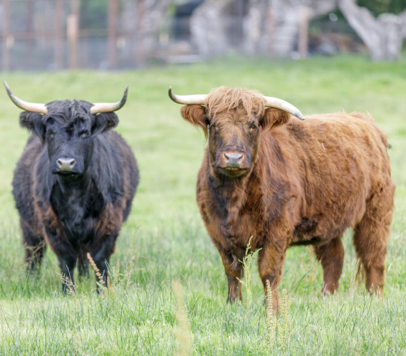Miniature Cattle: 5 Breeds for Small Farms