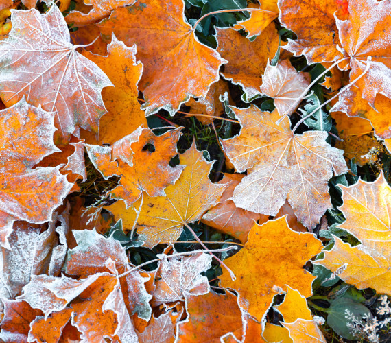 Plant Dormancy: How Plants Prepare for Winter