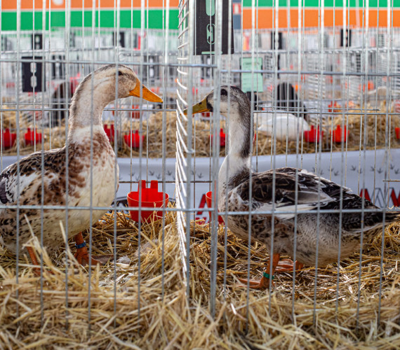 How to Prepare for Poultry Shows: 5 Showmanship Tips
