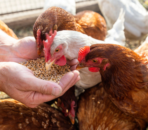 Poultry Supplements: 9 Natural Options for Chickens