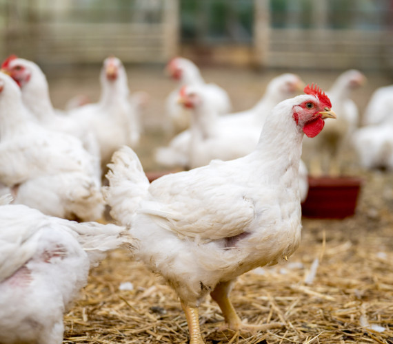Raising Broiler Chickens: Health Concerns