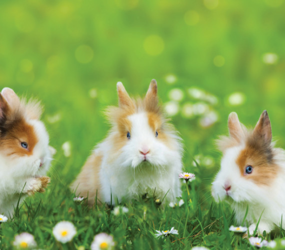3 Reasons Urban Rabbits Are Perfect for Small Farms