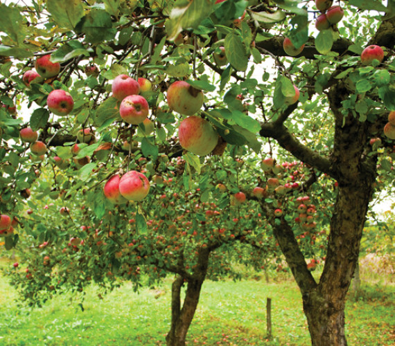 How to Plant an Orchard: Fruit and Nut Tree Tips