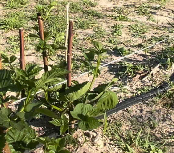 Brambles: Spring Care Tips for Raspberries & Blackberries