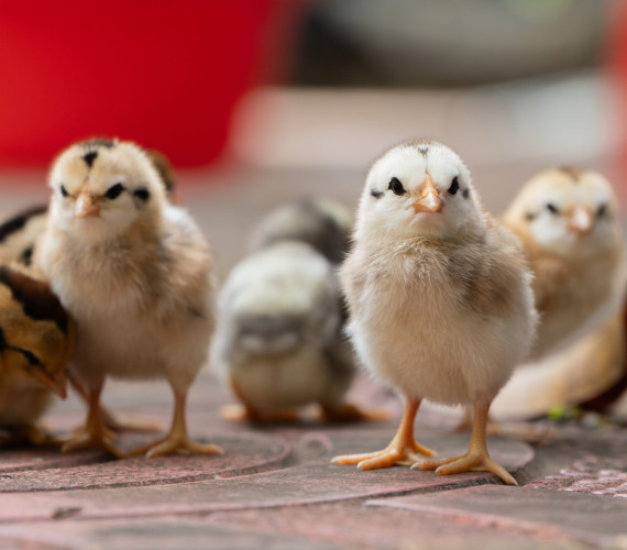 When Can Chicks Go Outside? Summer Safety Guide