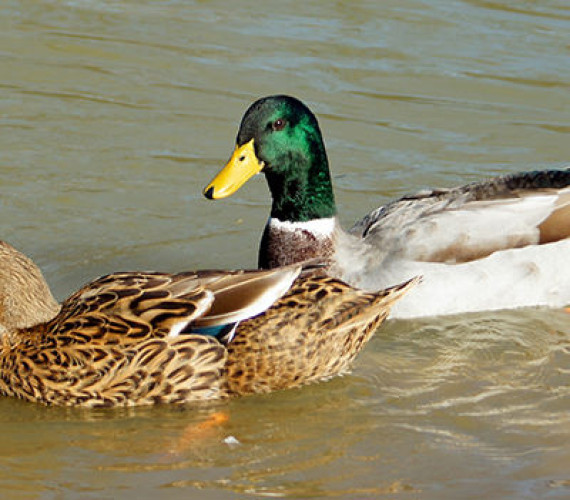 Rouen Duck Guide: Size, Eggs, Care & Personality