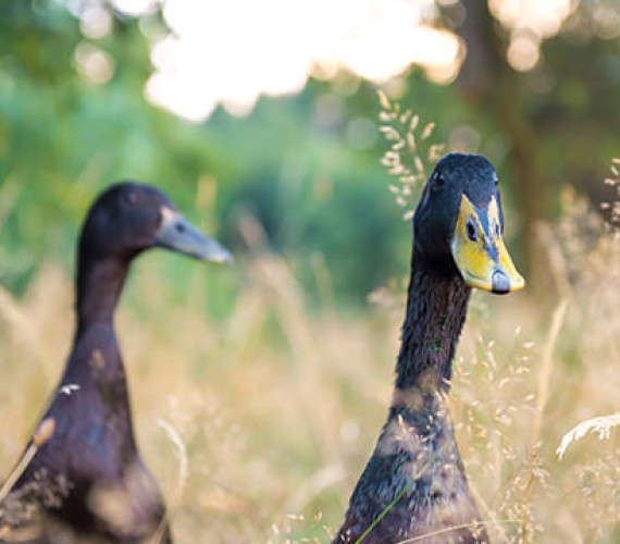 How to Care for Ducks: Feeding, Housing & Care Tips