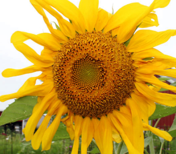 Growing Sunflowers: From Seed to Bloom