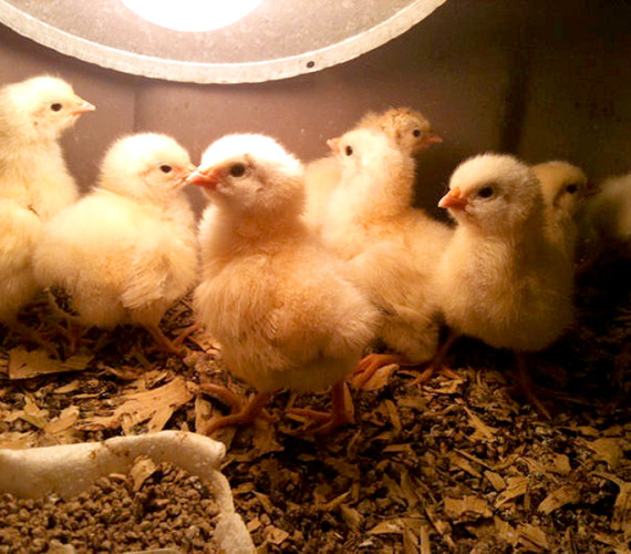 Raising Broiler Chicks: From Brooder to Butcher