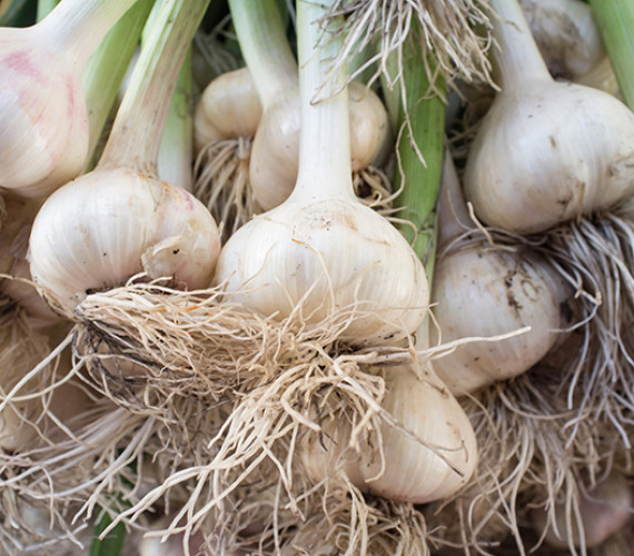 Growing Garlic for Profit: A Market Gardener’s Guide