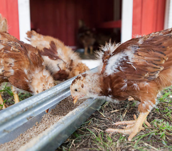 Chicken Layer Feed & Broiler Feed: Know the Difference