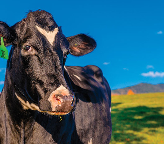 Nutrition Matters: What To Feed Your Cattle