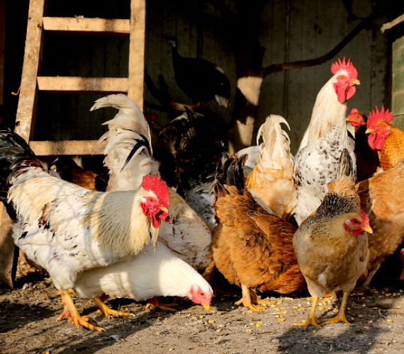 Chickens on the Farm: Breeds, Housing & Care Tips