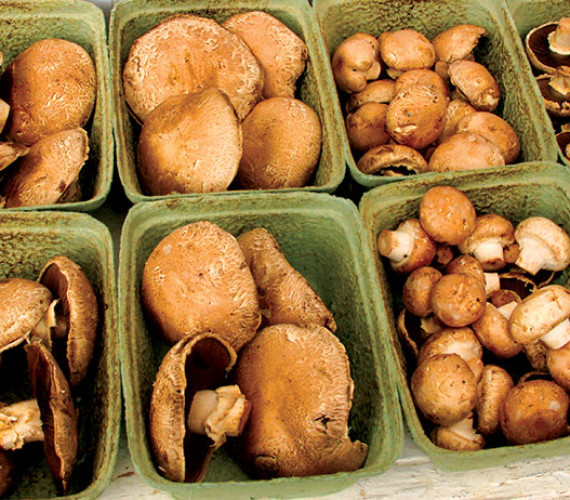 Mushroom Farming: How to Grow and Sell for Profit