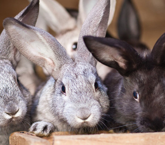 What Do Rabbits Eat? A Complete Feeding Guide