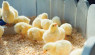 Raising Baby Chicks: Essential Equipment Checklist