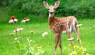 Chronic Wasting Disease: An Overview and Update