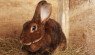 Rex Rabbits: Luxurious Fur and Charming Pets in Demand
