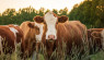 Why You Should Consider Keeping Homestead Cattle
