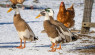 How to Take Care of Ducks in Winter